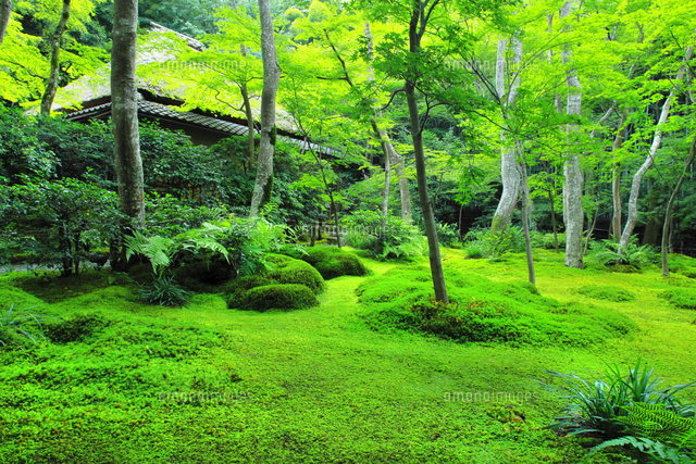 油絵原画 京都の苔庭（祇王寺）サイズM10 写実画