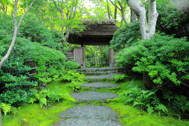 夏の祇王寺の苔庭のヒノキゴケ[26121044964]の写真・イラスト素材
