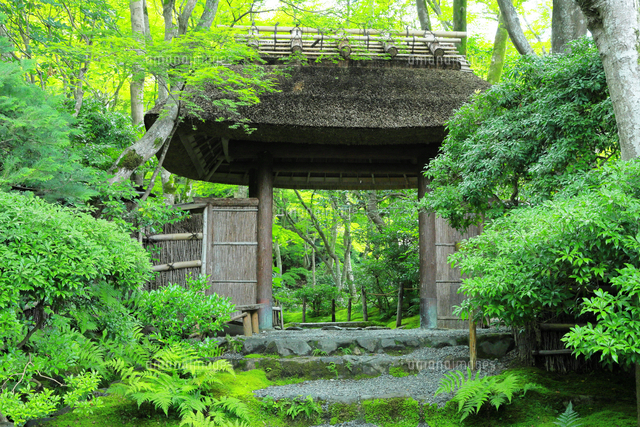 油絵原画 京都の苔庭（祇王寺）サイズM10 写実画 油絵原画 京都の苔庭（祇王寺）サイズM10 写実画