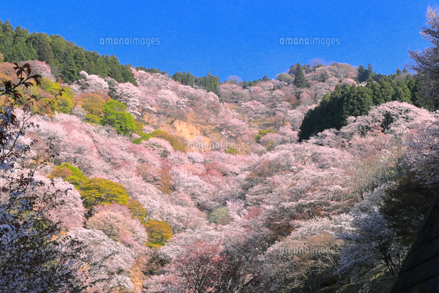 中千本から望む吉野山の上千本桜[26121046951]の写真・イラスト素材