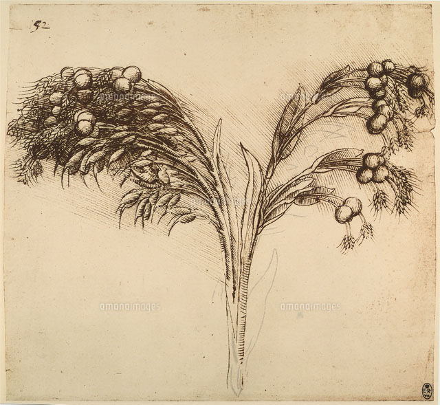 Plant: Coix Lachryma，pen drawing on white paper turned yell
