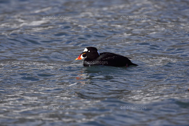 アラナミキンクロ の写真素材 イラスト素材 アマナイメージズ