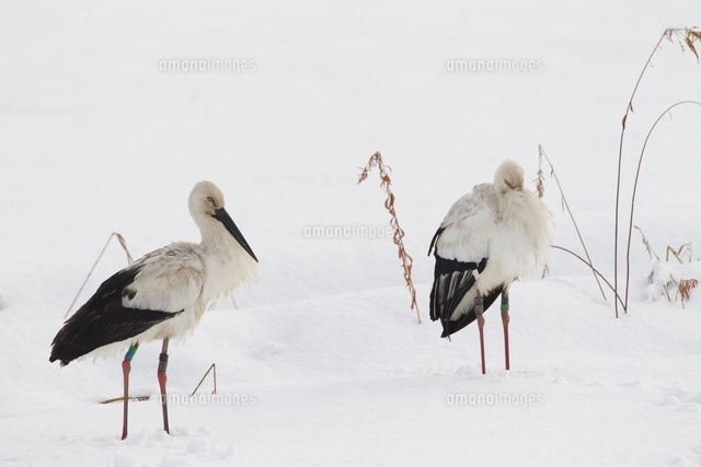 雪上のコウノトリ の写真素材 イラスト素材 アマナイメージズ