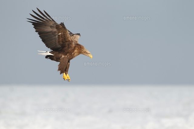 着地するオジロワシ の写真素材 イラスト素材 アマナイメージズ