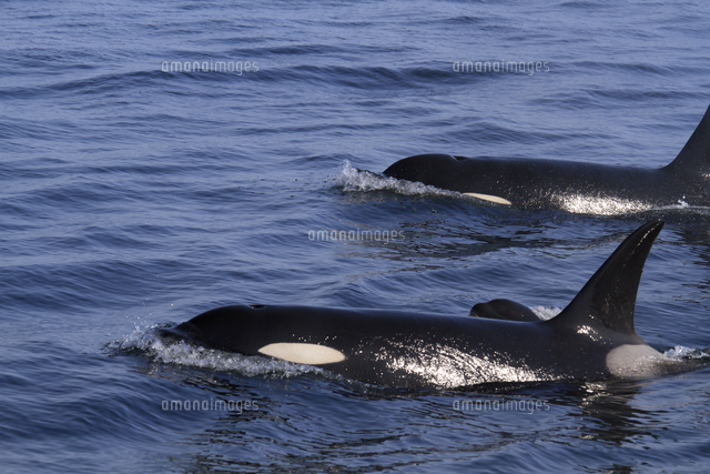 シャチのアップ の写真素材 イラスト素材 アマナイメージズ