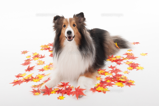 紅葉と伏せをする犬[27001000308]の写真・イラスト素材｜アマナ