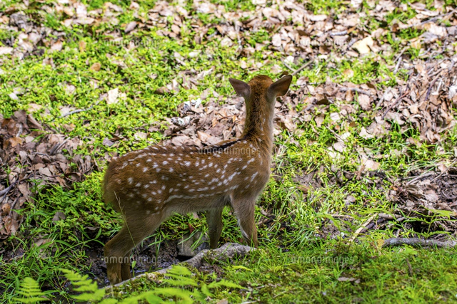 夏の鹿 バンビ の写真素材 イラスト素材 アマナイメージズ