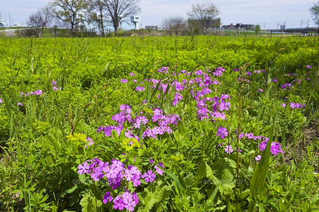 田島が原サクラソウ自生地 の写真素材 イラスト素材 アマナイメージズ