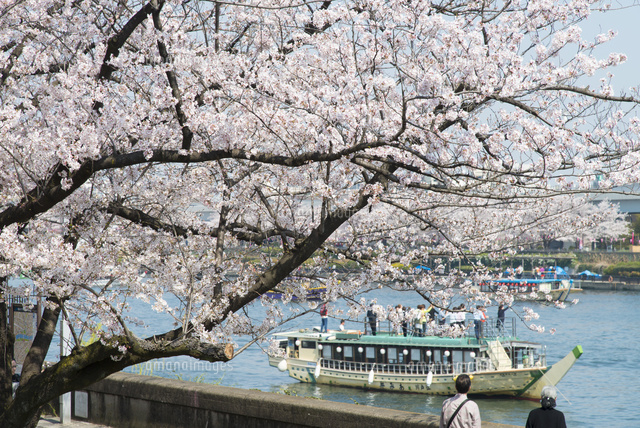 隅田川の桜 の写真素材 イラスト素材 アマナイメージズ