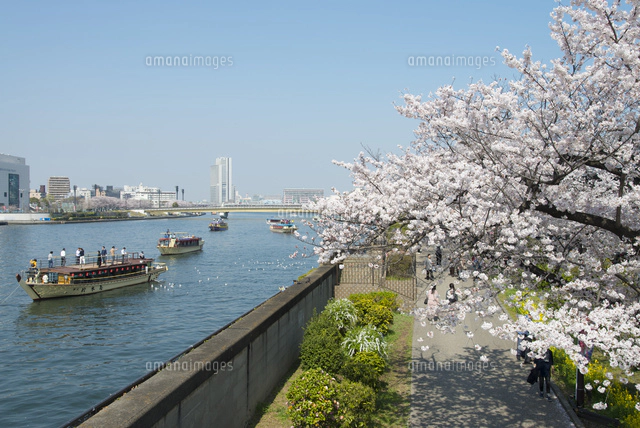 隅田川の桜[27121000588]の写真・イラスト素材｜アマナイメージズ