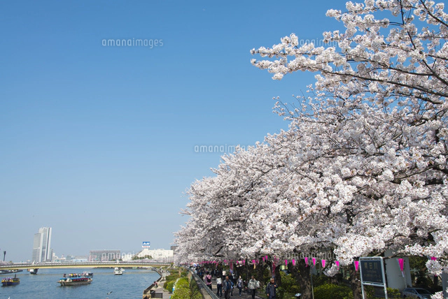 隅田川の桜[27121000588]の写真・イラスト素材｜アマナイメージズ