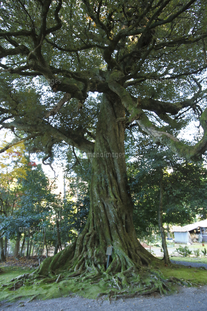 椎の木[27168000131]の写真・イラスト素材｜アマナイメージズ