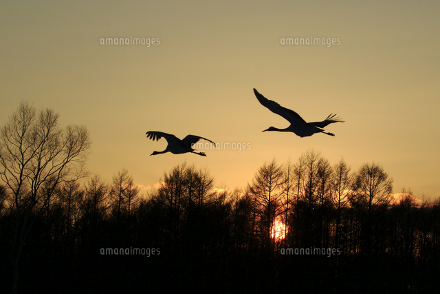 タンチョウと夕日 の写真素材 イラスト素材 アマナイメージズ