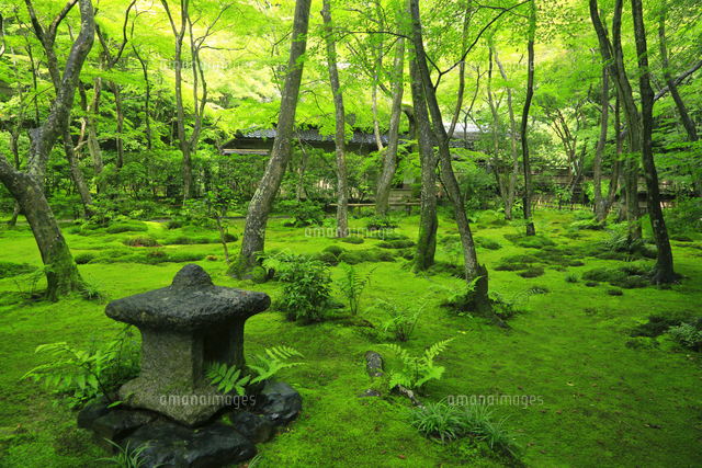 祇王寺[27169001413]の写真・イラスト素材｜アマナイメージズ