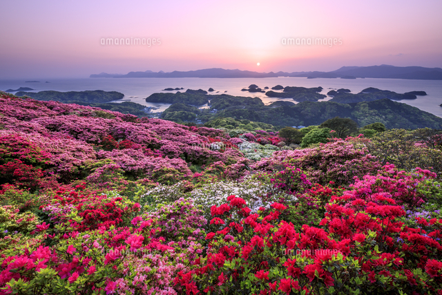 長串山公園のツツジと九十九島の夕暮れ の写真素材 イラスト素材 アマナイメージズ