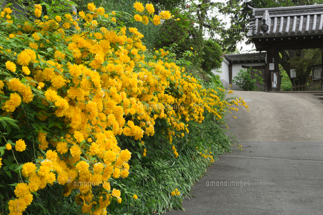 恵心院[27212000357]の写真素材・イラスト素材｜アマナイメージズ