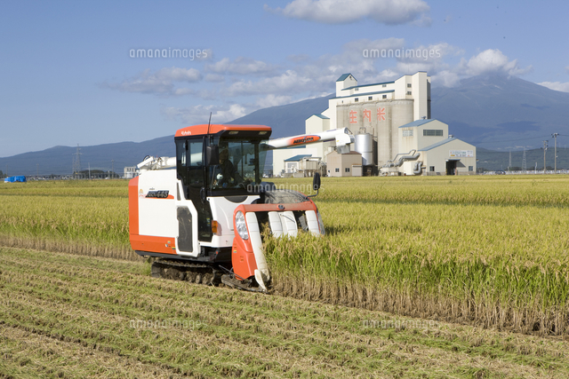 稲を創った人びと 庄内平野の民間育種 aflo_56274786.jpg