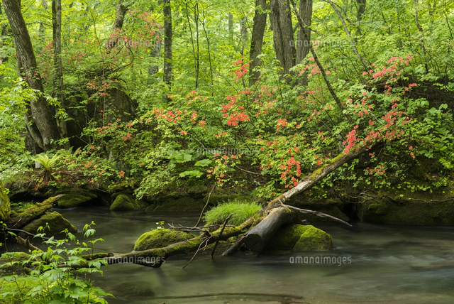 絵画　島根清　奥入瀬三乱の流れ　油絵 絵画 島根清 奥入瀬三乱の流れ 油絵
