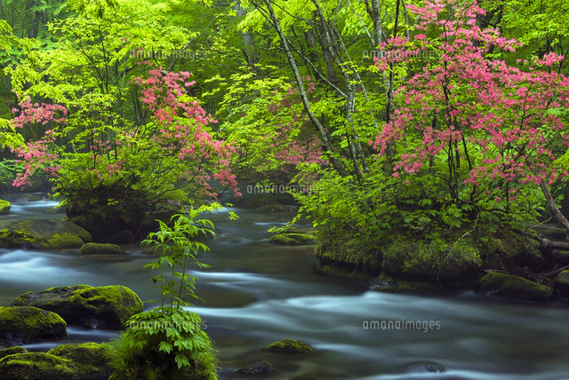 ツツジ咲く奥入瀬渓流 三乱の流れ[27260000119]の写真・イラスト素材