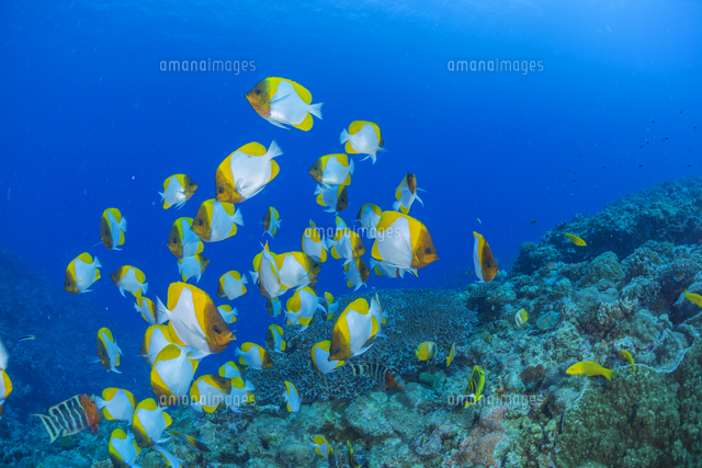 カスミチョウチョウウオとサンゴの海 の写真素材 イラスト素材 アマナイメージズ