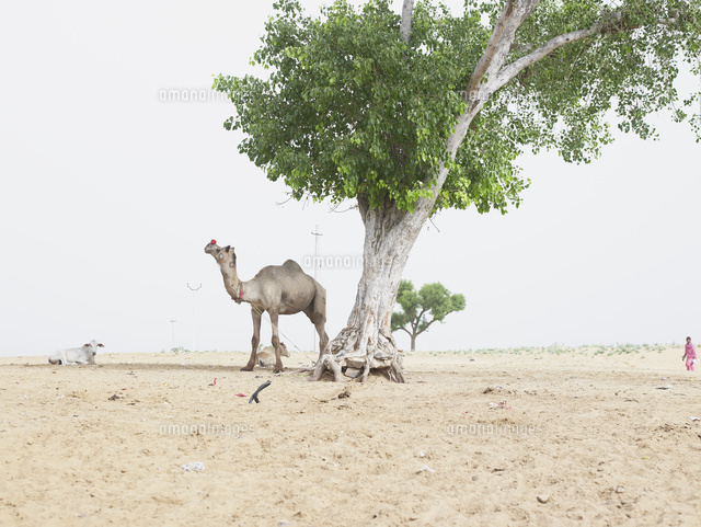 ラクダと少女 の写真素材 イラスト素材 アマナイメージズ