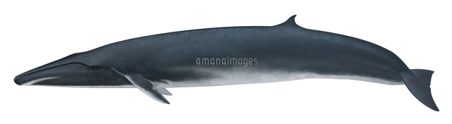 クロミンククジラ の写真素材 イラスト素材 アマナイメージズ