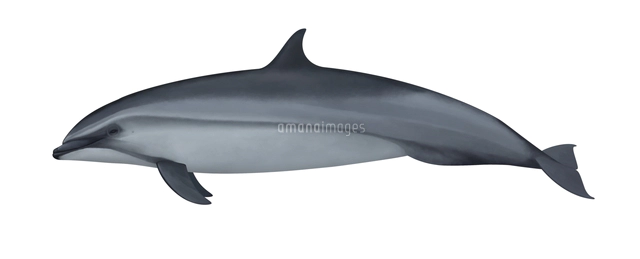 生き物 イルカのイラスト素材 アマナイメージズ