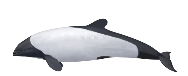 イロワケイルカ の写真素材 イラスト素材 アマナイメージズ