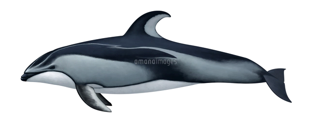 クロミンククジラ の写真素材 イラスト素材 アマナイメージズ