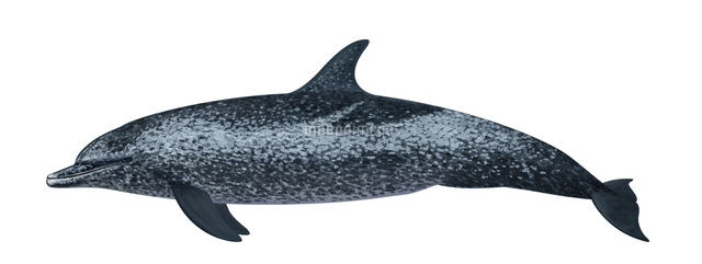 タイセイヨウマダライルカ[32009000069]の写真・イラスト素材