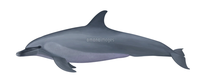 生き物 イルカのイラスト素材 アマナイメージズ