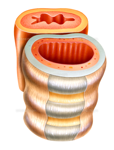 気管の構造 断面図 の写真素材 イラスト素材 アマナイメージズ