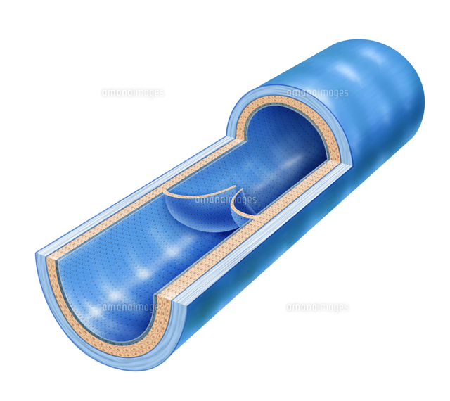ヒトの静脈 の写真素材 イラスト素材 アマナイメージズ