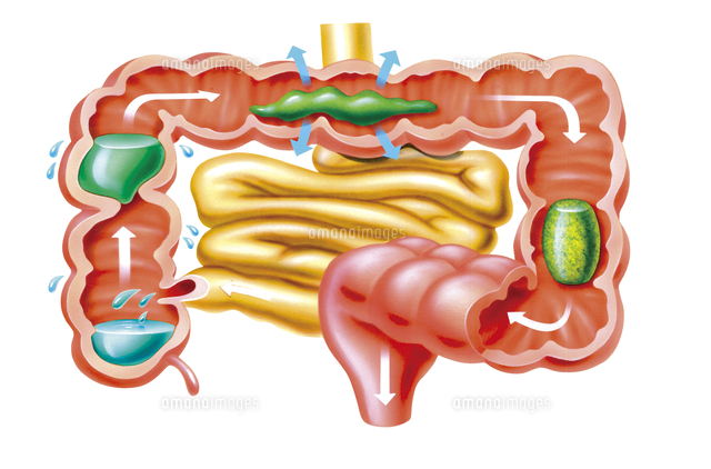 ヒトの大腸のしくみと働き の写真素材 イラスト素材 アマナイメージズ