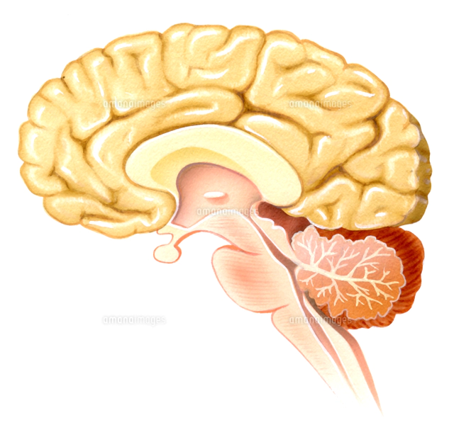 ヒトの臓器と血管 神経系 の写真素材 イラスト素材 アマナイメージズ