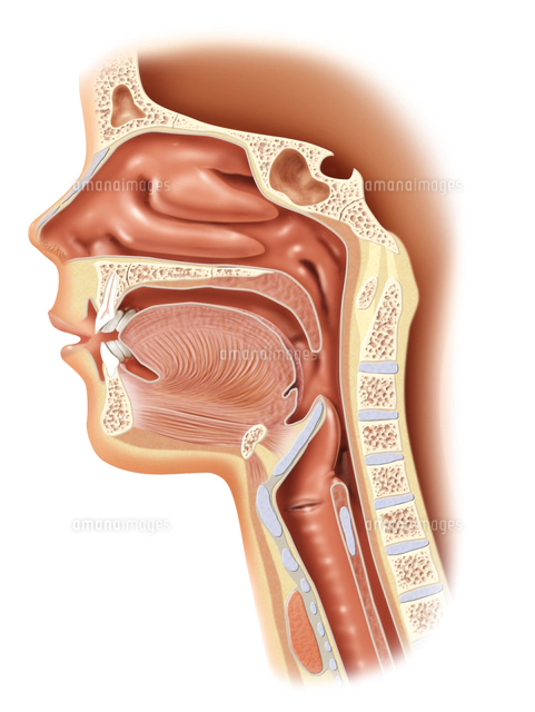 心臓の構造 断面図 の写真素材 イラスト素材 アマナイメージズ