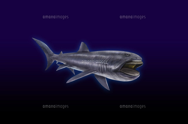 魚 海水魚のイラスト素材 アマナイメージズ