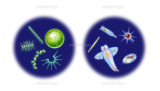 小腸と大腸 の写真素材 イラスト素材 アマナイメージズ