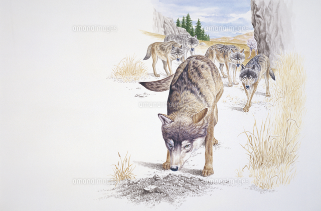 においを嗅ぐタイリクオオカミ[32011000010]の写真・イラスト素材