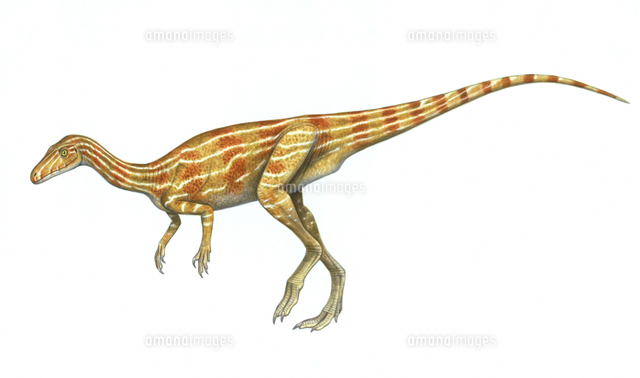 エオラプトル の写真素材 イラスト素材 アマナイメージズ