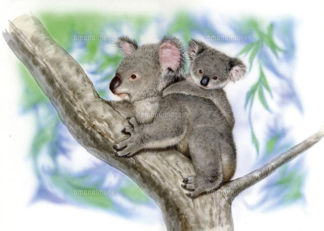 樹上のコアラの親子[32016000011]の写真・イラスト素材｜アマナイメージズ