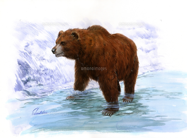 水辺のヒグマ の写真素材 イラスト素材 アマナイメージズ