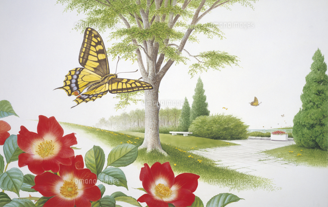 つるバラの上を飛翔するキアゲハ の写真素材 イラスト素材 アマナイメージズ