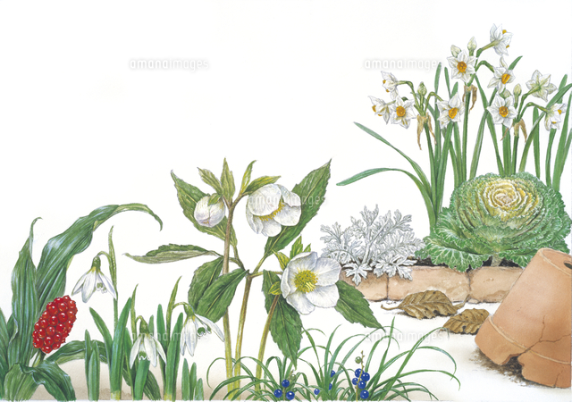 春の花壇の植物 の写真素材 イラスト素材 アマナイメージズ