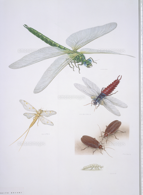 古代の昆虫 の写真素材 イラスト素材 アマナイメージズ