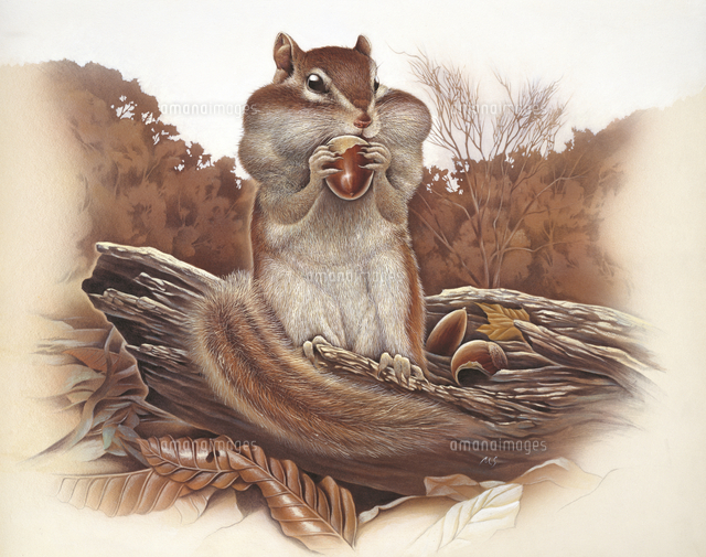 ドングリを頬袋につめ込むエゾシマリス の写真素材 イラスト素材 アマナイメージズ