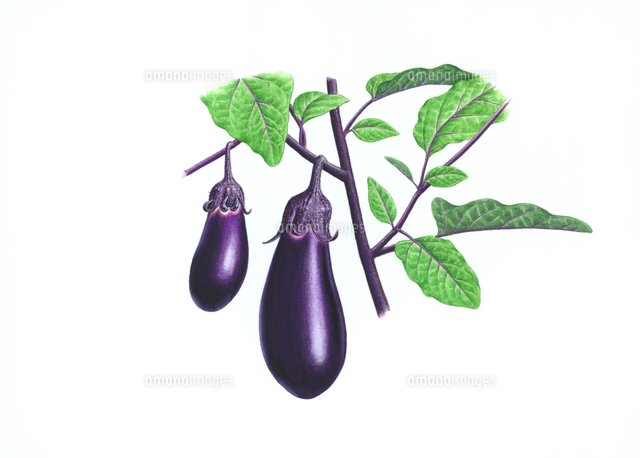 ナス の写真素材 イラスト素材 アマナイメージズ