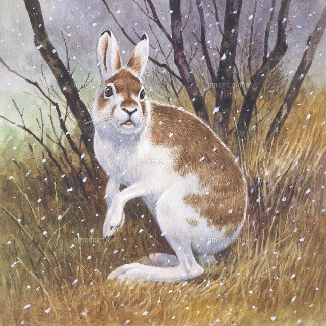 毛変わり中のトウホクノウサギ[32024000016]の写真・イラスト素材