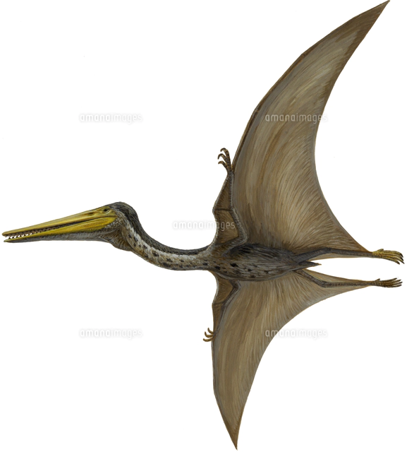 プテラノドン の写真素材 イラスト素材 アマナイメージズ