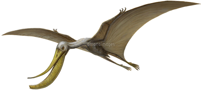 プテラノドン の写真素材 イラスト素材 アマナイメージズ